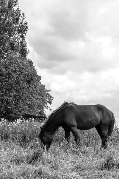 Ló legeltetett területen naponta — Stock Fotó