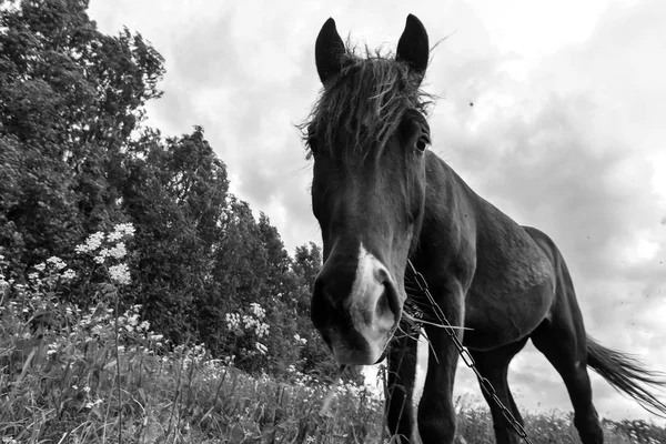Koń pastwiskowy w dzień — Zdjęcie stockowe