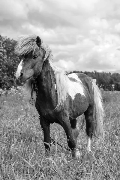 Pony grazen in een veld dag — Stockfoto