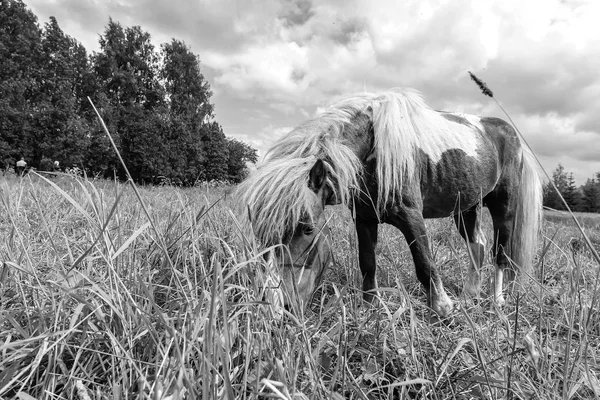 小马放牧在外地的一天 — 图库照片