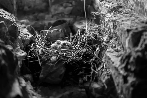 巢中的小鸡 — 图库照片
