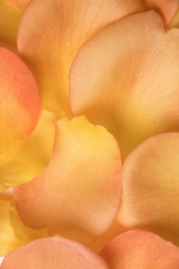 turuncu gül yaprakları arka plan