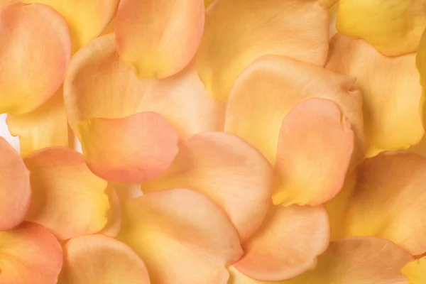 Fondo de pétalos de rosa naranja — Foto de Stock
