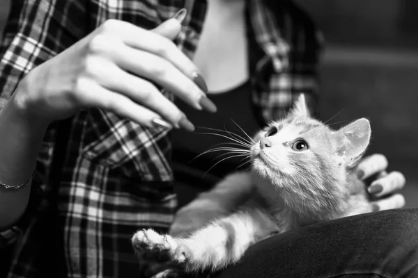 Eine streunende Katze im Treppenhaus — Stockfoto