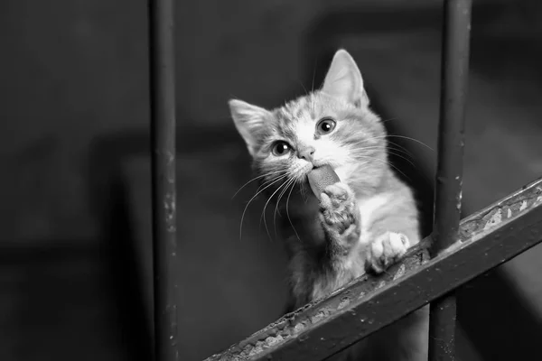 Eine streunende Katze im Treppenhaus — Stockfoto