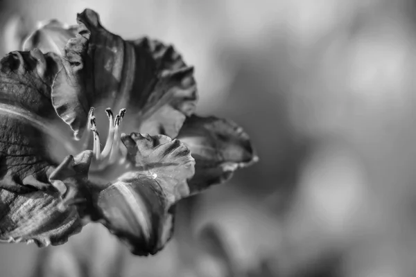 日庭の花 — ストック写真