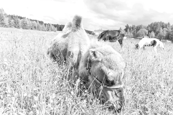 Camelo caminhando no campo — Fotografia de Stock