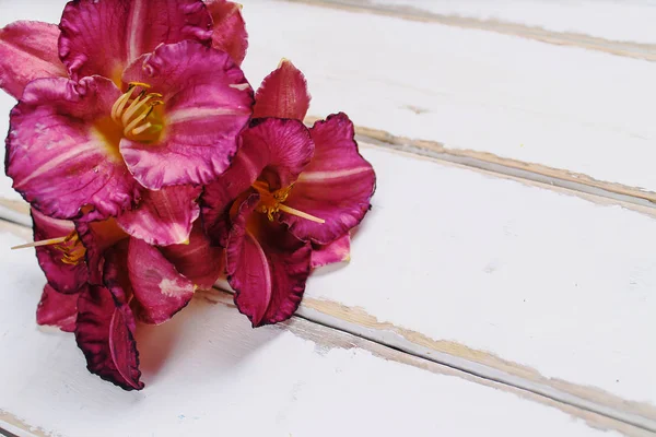 Las flores en la mesa — Foto de Stock