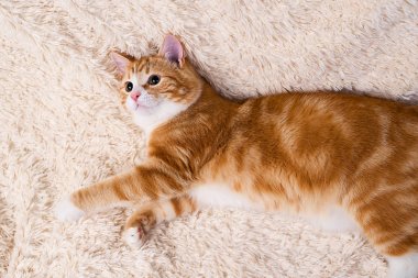Kırmızı kedi yatakta yatıyordu. Dinlenme kanepe evde beslenen hayvan. Yatmalıyım kabarık kedi