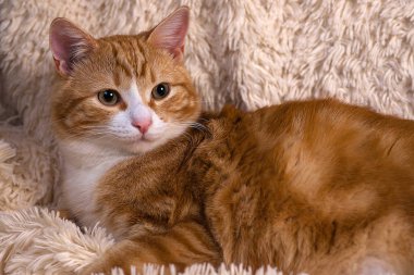 Kırmızı kedi yatakta yatıyordu. Dinlenme kanepe evde beslenen hayvan. Yatmalıyım kabarık kedi