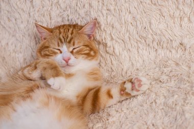 Kırmızı kedi yatakta yatıyordu. Dinlenme kanepe evde beslenen hayvan. Yatmalıyım kabarık kedi