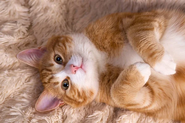 빨간 고양이 침대에 누워입니다. 소파 휴식 애완 동물. 솜 털 고양이 sleepin — 스톡 사진