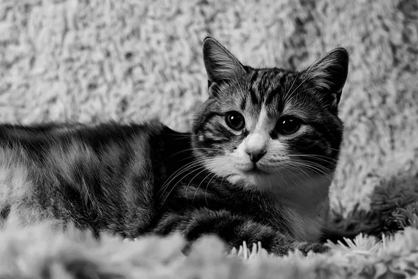 Gato acostado en la cama en casa.Gato rojo acostado en la cama. Mascota en la co —  Fotos de Stock