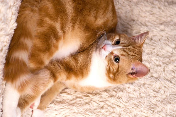 Red cat lying on the bed. Pet  couch resting. Fluffy cat sleepin — Stock Photo, Image