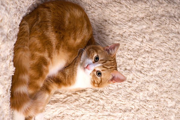 Red cat lying on the bed. Pet  couch resting. Fluffy cat sleepin