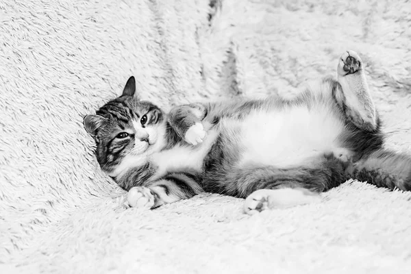 Gato acostado en la cama en casa.Gato rojo acostado en la cama. Mascota en la co —  Fotos de Stock