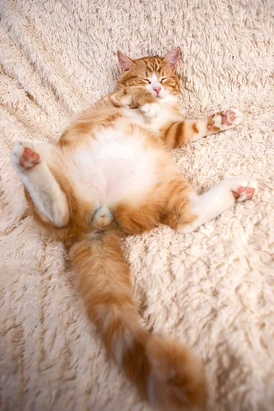 Gato rojo acostado en la cama. Sofá para mascotas descansando. Fluffy gato sleepin —  Fotos de Stock