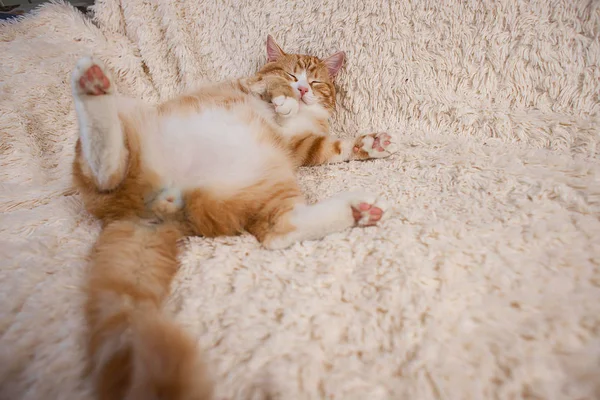 Červená kočka ležící na posteli. PET, gauč odpočívá. Sleepin chlupatou kočičku — Stock fotografie