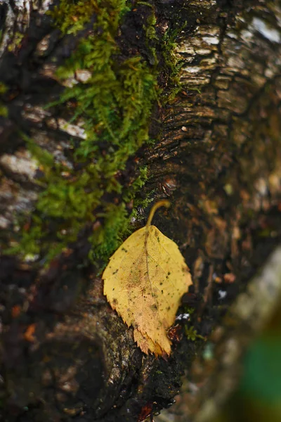 Las hojas en el parque de otoño. El bosque de otoño es hermoso. Yello. — Foto de Stock