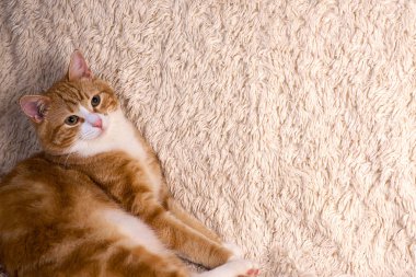 Kırmızı kedi yatakta yatıyordu. Dinlenme kanepe evde beslenen hayvan. Yatmalıyım kabarık kedi