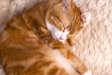 Kırmızı kedi yatakta yatıyordu. Dinlenme kanepe evde beslenen hayvan. Yatmalıyım kabarık kedi