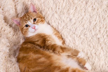 Kırmızı kedi yatakta yatıyordu. Dinlenme kanepe evde beslenen hayvan. Yatmalıyım kabarık kedi