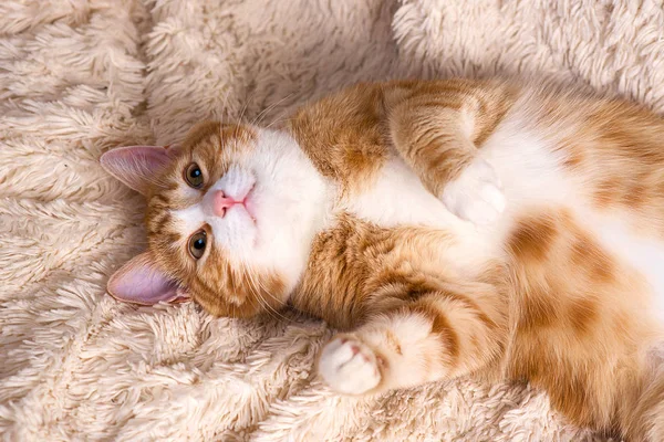 Κόκκινο γάτα ξαπλωμένη στο κρεβάτι. Κατοικίδιο ζώο καναπέ ανάπαυσης. Χνουδωτή γάτα sleepin — Φωτογραφία Αρχείου