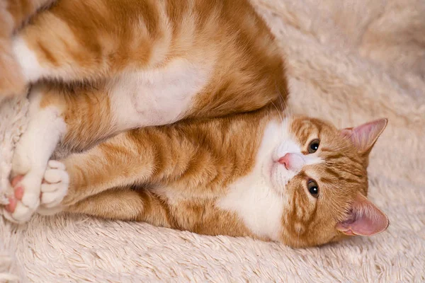 Κόκκινο γάτα ξαπλωμένη στο κρεβάτι. Κατοικίδιο ζώο καναπέ ανάπαυσης. Χνουδωτή γάτα sleepin — Φωτογραφία Αρχείου