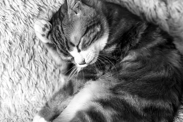 Gato deitado na cama em casa.Gato vermelho deitado na cama. Pet no co — Fotografia de Stock