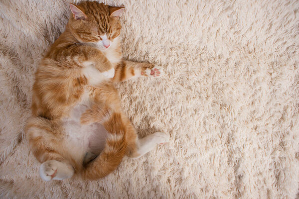 Red cat lying on the bed. Pet  couch resting. Fluffy cat sleepin