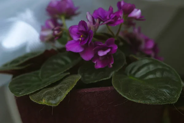 Hermosa flor en una ventana. Flor en la casa. Capa decorada — Foto de Stock