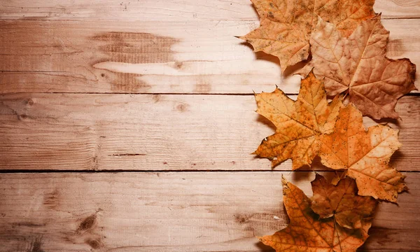 Akçaağaç arka plan üzerinde yaprak