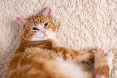 Kırmızı kedi yatakta yatıyordu. Dinlenme kanepe evde beslenen hayvan. Yatmalıyım kabarık kedi