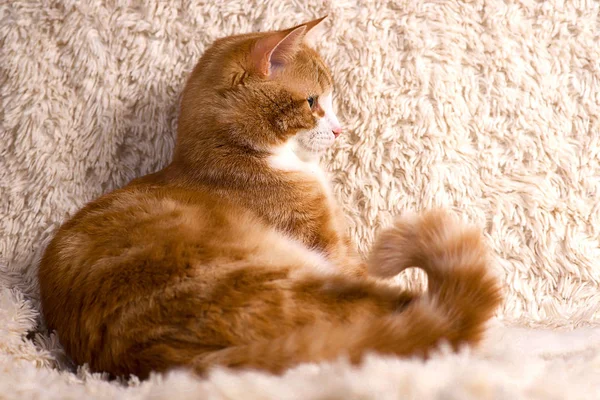 빨간 고양이 침대에 누워입니다. 소파 휴식 애완 동물. 솜 털 고양이 sleepin — 스톡 사진