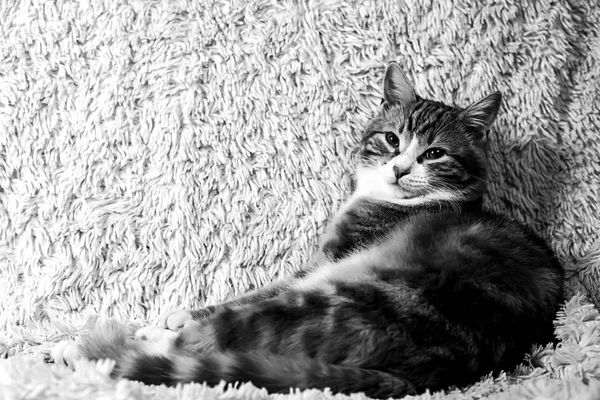 Cat lying on bed at home.Red cat lying on the bed. Pet on the co — Stock Photo, Image