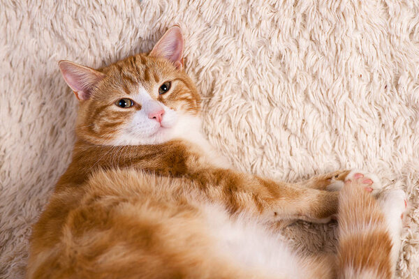 Red cat lying on the bed. Pet  couch resting. Fluffy cat sleepin