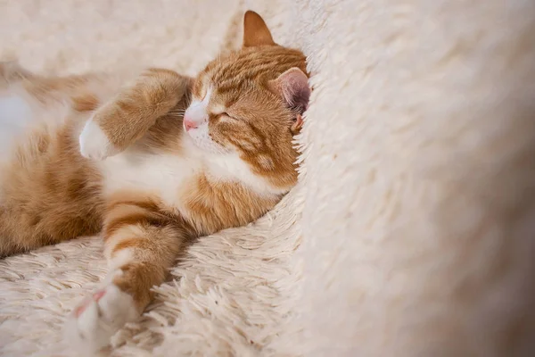 Красная кошка лежит на кровати. Диван для домашних животных отдыхает. Спящий пушистый кот — стоковое фото