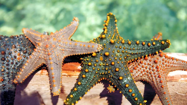 Estrella de mar en la laguna en la playa sur en el océano. Marín. — Foto de Stock