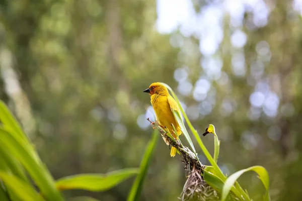 Маленькая птичка сидит на зеленой траве. Птица прилетела к отрубям — стоковое фото