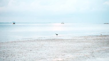 Okyanus kıyılarında tropikal öğleden sonra. Savaşta tatil