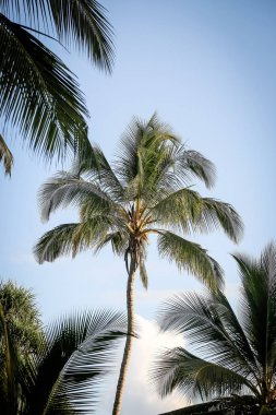 sıcak yaz gününde tropikal palmiye ağaçları. Egzotik turizm