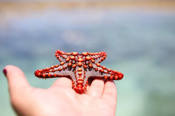 Starfish in the lagoon on the southern beach on the ocean. Marin — Stock Photo, Image