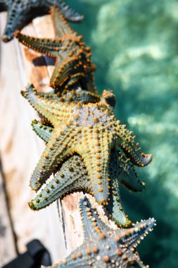 Deniz yıldızı okyanus üzerinde güney sahilde lagün içinde. Marin