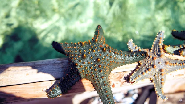 Étoile de mer dans la lagune sur la plage sud sur l'océan. Marin ! — Photo