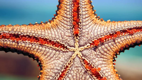 Hvězdice v laguně na Jižní pláži u oceánu. Marin — Stock fotografie