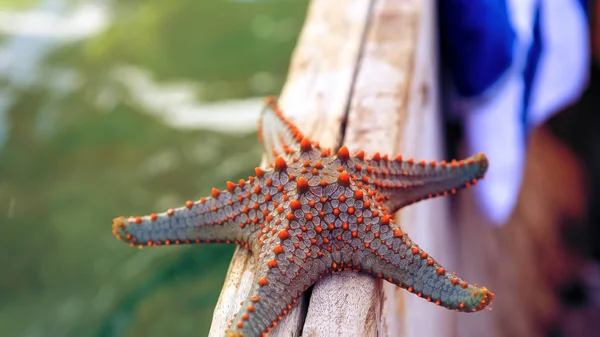 Hvězdice v laguně na Jižní pláži u oceánu. Marin — Stock fotografie