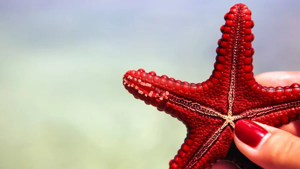 Estrella de mar en la laguna en la playa sur en el océano. Marín. — Foto de Stock