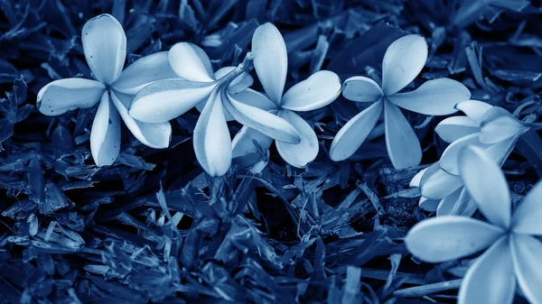 Pequenas flores para decoração e cheiro. Flores tropicais em um b — Fotografia de Stock