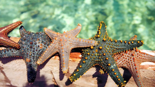 Estrella de mar en la laguna en la playa sur en el océano. Marín. — Foto de Stock