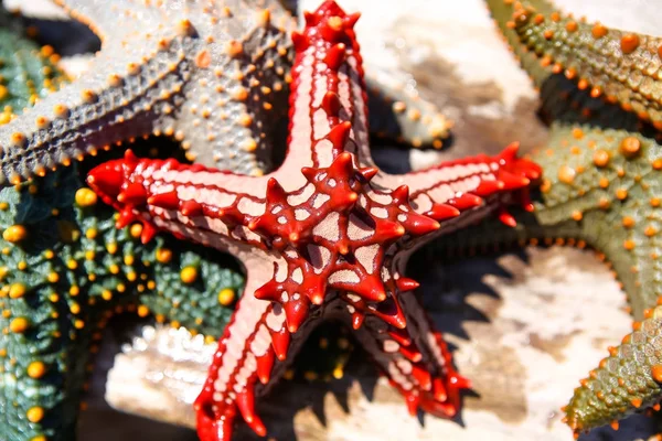 Rozgwiazdy w lagunie przy plaży południowej nad oceanem. Marin — Zdjęcie stockowe